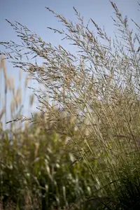 Molinia arundinacea 'Winds?ule'