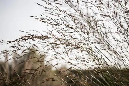 Molinia arundinacea 'Winds?ule' - P9 - image 2