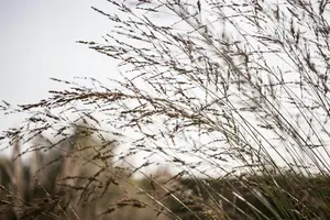 Molinia arundinacea 'Winds?ule' - P9 - image 2