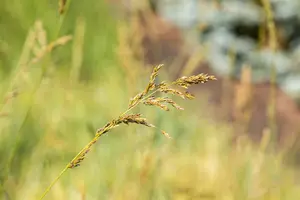 Molinia arundinacea 'Winds?ule' - P9 - image 3