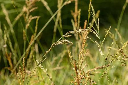 Molinia arundinacea 'Winds?ule' - P9 - image 4