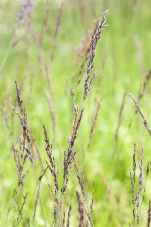 Molinia caer. 'Banshee' - 2 Ltr pot - image 1