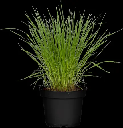 Molinia caer. 'Banshee' - 2 Ltr pot - image 2