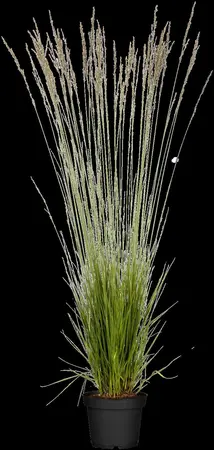 Molinia caer. 'Banshee' - 2 Ltr pot - image 3