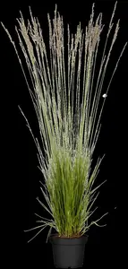 Molinia caer. 'Banshee' - 2 Ltr pot - image 3