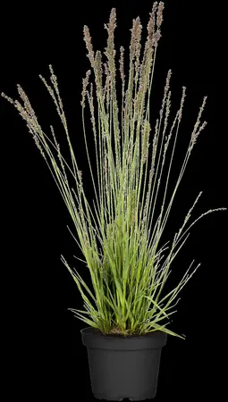 Molinia caer. 'Banshee' - 2 Ltr pot - image 4