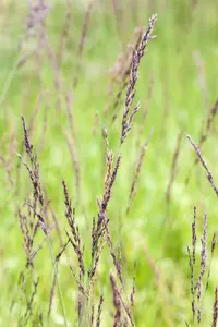 Molinia caer. 'Black Arrows'