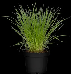 Molinia caer. 'Carmarthen' - 2 Ltr pot - image 2