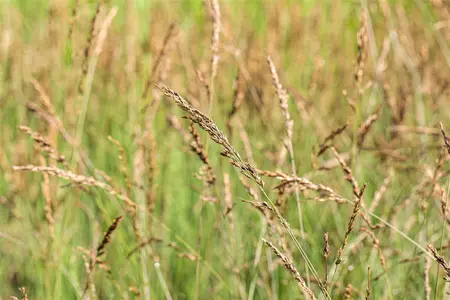 Molinia caer. 'Dauerstrahl' - P9