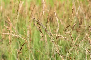 Molinia caer. 'Dauerstrahl'
