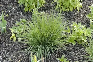 Molinia caer. 'Edith Dudszus' - 2 Ltr pot - image 2