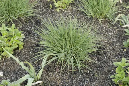 Molinia caer. 'Edith Dudszus' - 2 Ltr pot - image 3