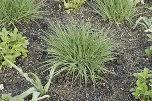 Molinia caer. 'Edith Dudszus' - P13 - image 3