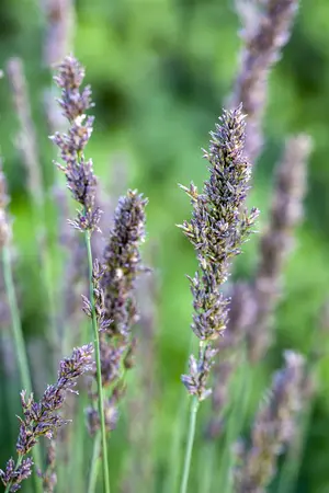 Molinia caer. 'Moorhexe' - 4 Ltr pot - image 2