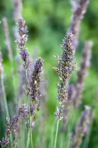 Molinia caer. 'Moorhexe' - 4 Ltr pot - image 2