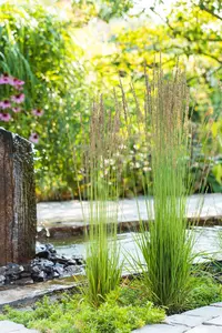 Molinia caer. 'Moorhexe' - 4 Ltr pot - image 3