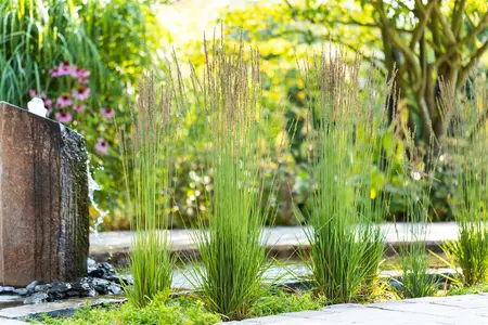 Molinia caer. 'Moorhexe' - 4 Ltr pot - image 4