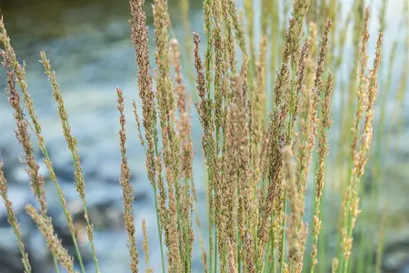 Molinia caer. 'Moorhexe' - 4 Ltr pot - image 5