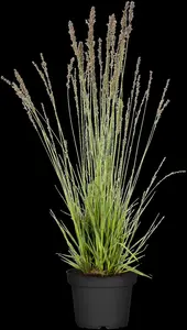 Molinia caer. 'Moorhexe' - 4 Ltr pot - image 1