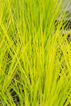 Molinia caerulea 'Heidebraut' - 2 Ltr pot - image 4