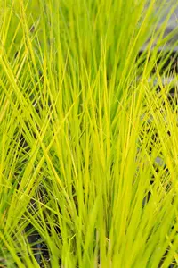 Molinia caerulea 'Heidebraut' - 2 Ltr pot - image 4