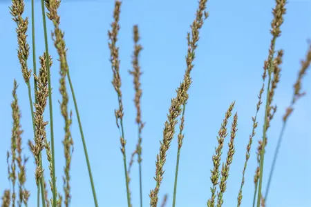 Molinia caerulea 'Heidebraut' - 2 Ltr pot - image 3