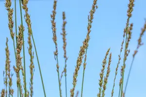 Molinia caerulea 'Heidebraut' - 2 Ltr pot - image 3