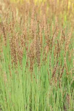 Molinia caerulea 'Heidezwerg' - 2 Ltr pot - image 2