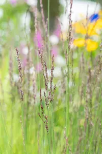 Molinia caerulea 'Heidezwerg' - 2 Ltr pot - image 4