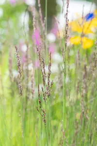 Molinia caerulea 'Heidezwerg' - P13 - image 2