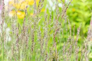 Molinia caerulea 'Heidezwerg' - 2 Ltr pot - image 3