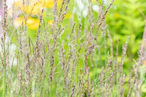 Molinia caerulea 'Heidezwerg' - P13 - image 1