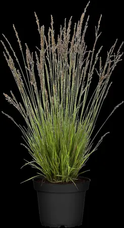 Molinia caerulea 'Heidezwerg' - 2 Ltr pot - image 1