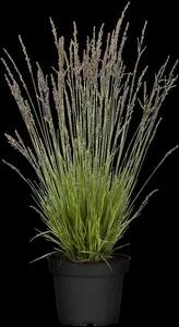 Molinia caerulea 'Heidezwerg'