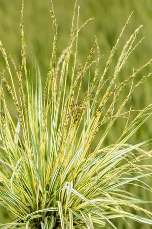 Molinia caerulea 'Variegata' - 2 Ltr pot - image 1