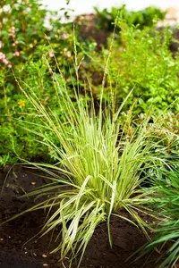 Molinia caerulea 'Variegata' - 2 Ltr pot - image 4