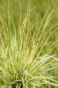 Molinia caerulea 'Variegata' - 2.5 Ltr pot - image 1