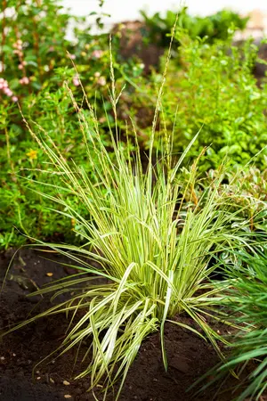 Molinia caerulea 'Variegata' - 2.5 Ltr pot - image 4