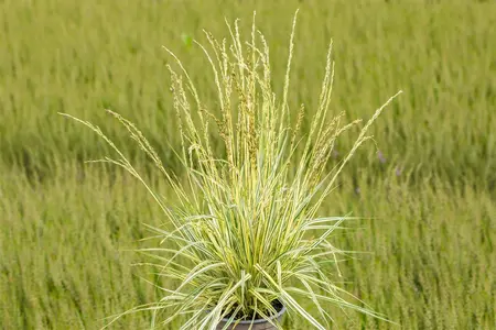 Molinia caerulea 'Variegata' - 2 Ltr pot - image 2
