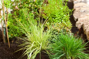 Molinia caerulea 'Variegata' - 2 Ltr pot - image 5