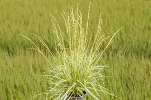 Molinia caerulea 'Variegata' - 2.5 Ltr pot - image 2