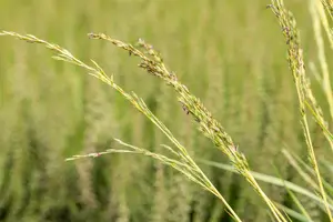 Molinia caerulea 'Variegata' - P13 - image 3
