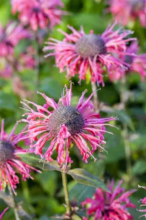 Monarda 'Beauty of Cobham' - P9
