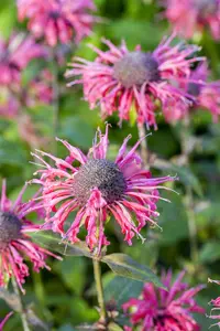 Monarda 'Beauty of Cobham' - PLUG/CELGROWN 100 CEL TRAY