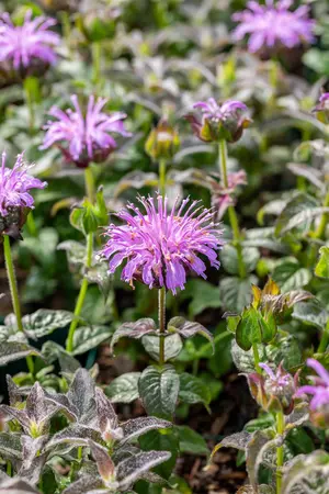 Monarda 'Blue Moon' - P11 - image 2