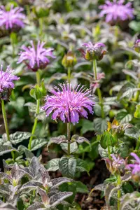 Monarda 'Blue Moon' - P11 - image 2