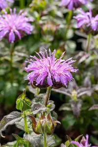 Monarda 'Blue Moon' - P11 - image 3