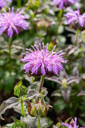 Monarda 'Blue Moon' - 1.5 Ltr pot - image 3