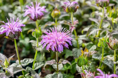 Monarda 'Blue Moon' - P11 - image 1