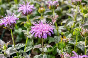 Monarda 'Blue Moon'